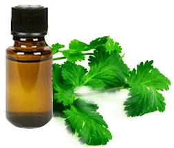 Coriander Oil