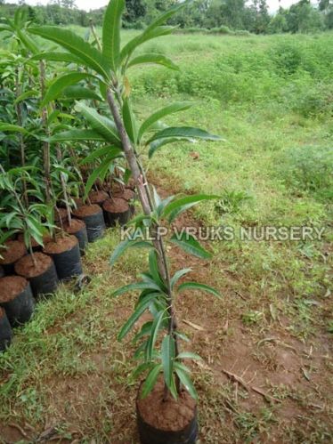 Alphonso Mango Plant