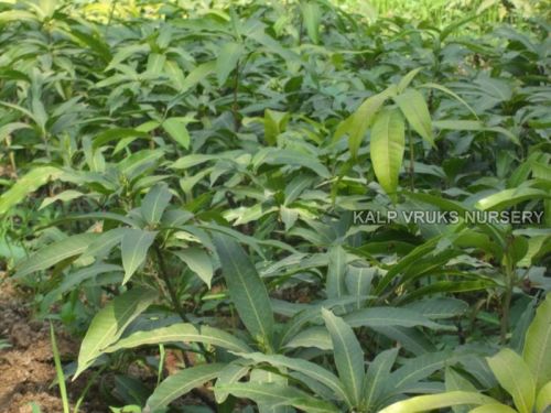Dasheri Mango Plants