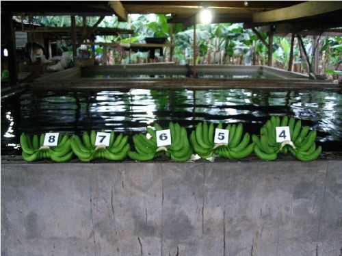 Cavendish banana, Brand Name : Koeppen Agricultural Products