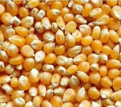 Maize Seeds, Moisture Ratio : 12%
