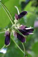 Mucuna Pruriens Extract