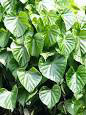 Tinospora Cordifolia Extract, Guduchi Extract