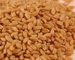 Wheat seeds, Material : Wheat