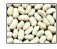 Venkatesh White Kidney Bean Extract, Packaging Type : Bag, Box, Bulk, Drum