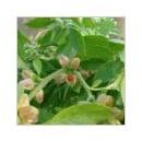 Withania Somnifera Extract, Ashwagandha Extract, Withanolides, Packaging Type : Bag, Box, Bulk, Drum