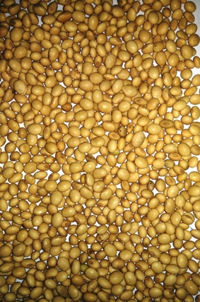 Soybean Seed, For Flour, Packaging Type : Bags Or Bulk In Containers