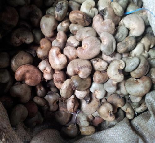 Ivory Coast - Raw Cashewnuts In Shell (raw Material)