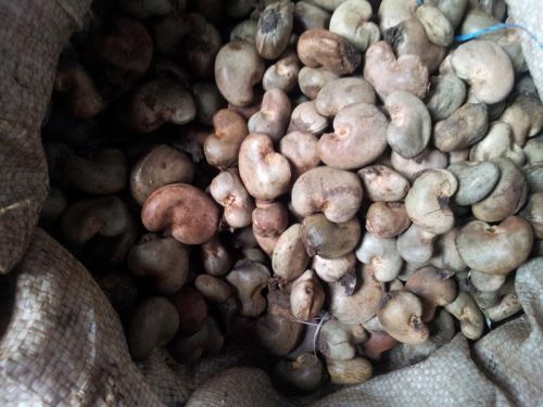 Raw Cashew Nuts