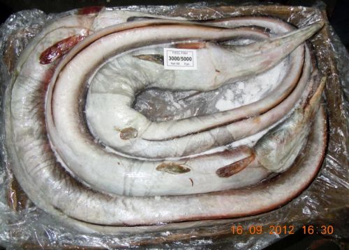 Frozen Conger Eel