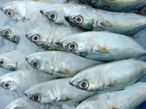 Frozen Indian Mackerel Fish