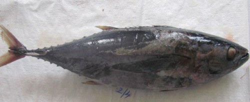 Packer's Brand Yellowfin Tuna Fish