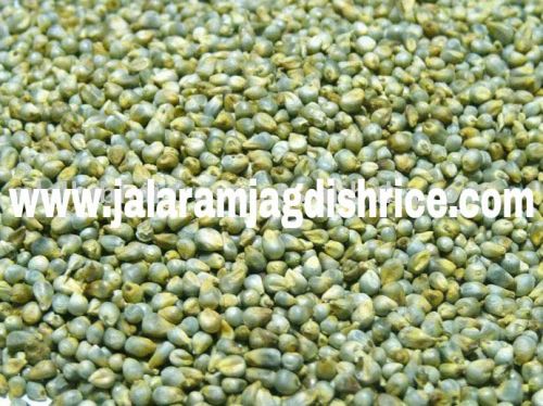 Bajra Seeds