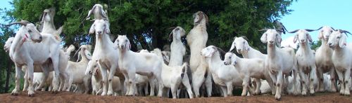 Alive Boer Goat