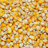 Yellow corn, Cultivation Type : Organic
