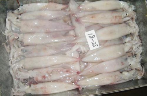 Frozen Squid Fish