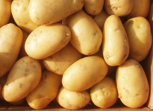 Fresh potato, Type : Vegetable