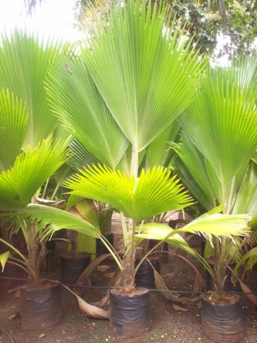 Pichodia Grandis Palm Plant