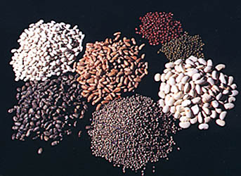 Maize, Yellow Corn, White Corn