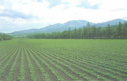Sunflower Seeds, Soybean