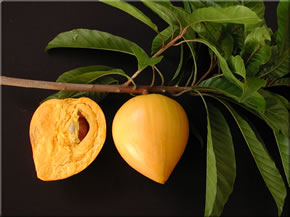 Cashew Nut, Cashew Apple