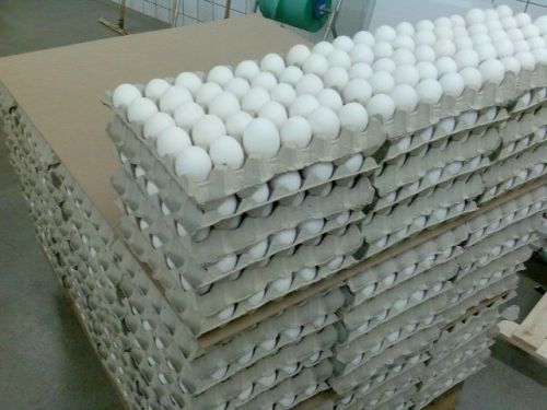 Chicken Eggs