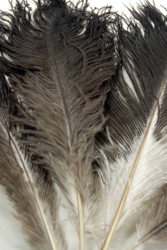 Ostrich Feather