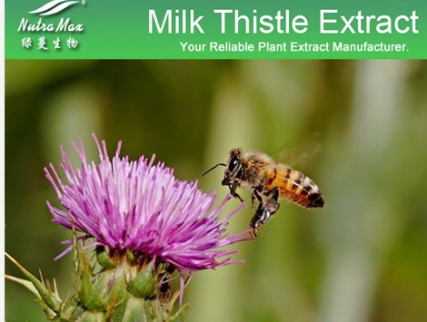 Milk Thistle Extract, Brand Name : Nutramax
