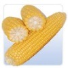 Maize