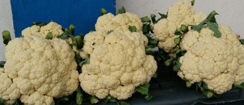 Fresh Cauliflower, Shelf Life : 0-5days