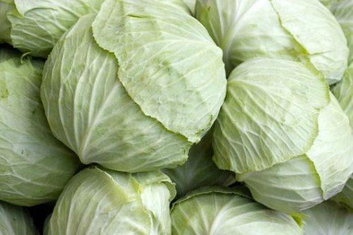 Cabbage