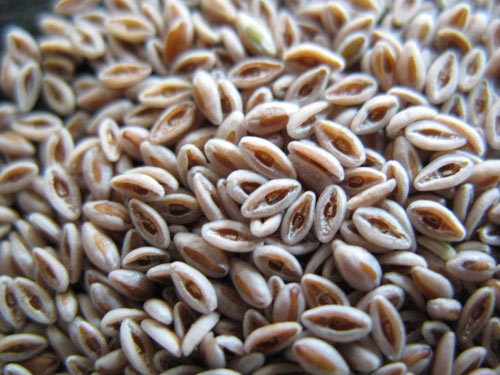 Psyllium Seeds