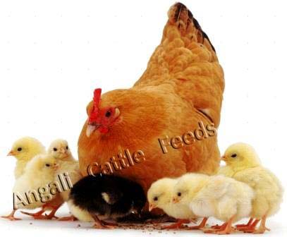 Broiler Poultry Pre Starter Feed