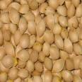 Ginkgo Nuts