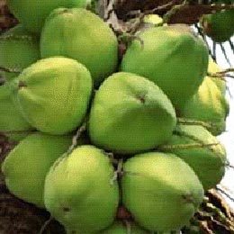 Fresh Green Coconut