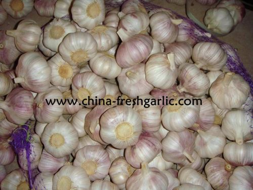 Garlic, Packaging Type : Red & White