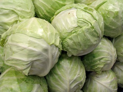 Fresh Cabbage