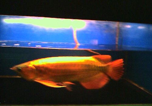 24k Golden Arowana