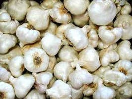 Garlic