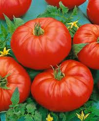 Tomato