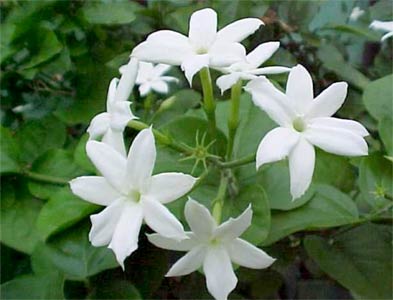 Chameli Oil- (italian Jasmine)