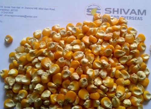 Maize, Packaging Type : Yellow