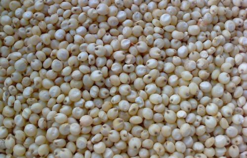 Sorghum Seeds