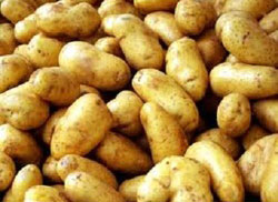 Potato, Packaging Size : 5-25kg