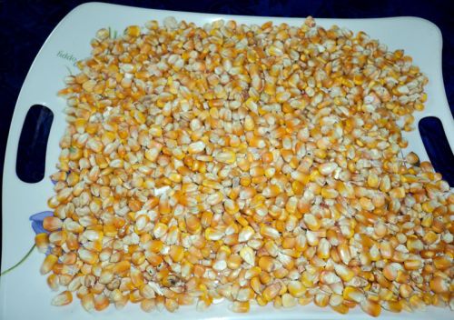 Maize Seeds