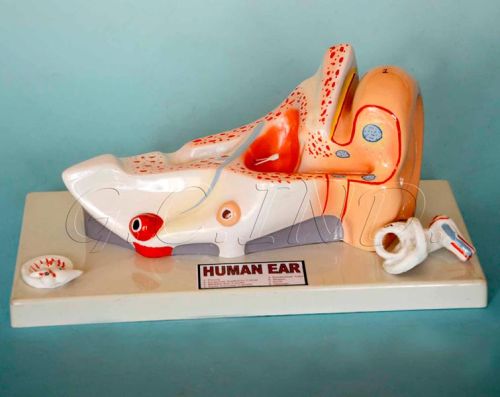 Human Anatomical Models