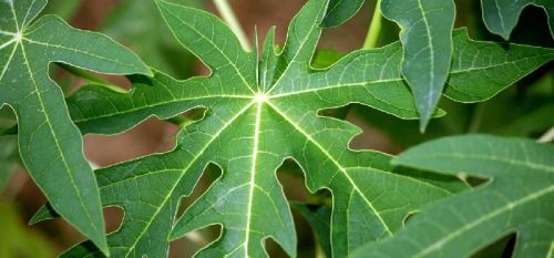 Organic Fresh Papaya Leaves, Packaging Type : Plastic Paper Packet