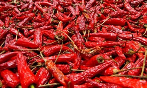 Dried Red Chilli, Shelf Life : 1year