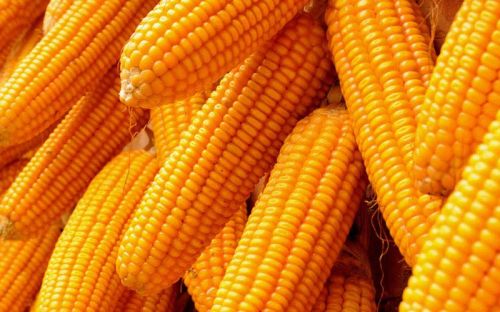 Organic Yellow Maize, For Animal Food, Human Food, Style : Fresh