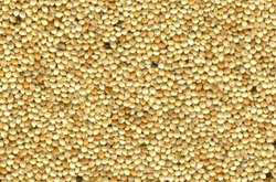 Yellow Millet